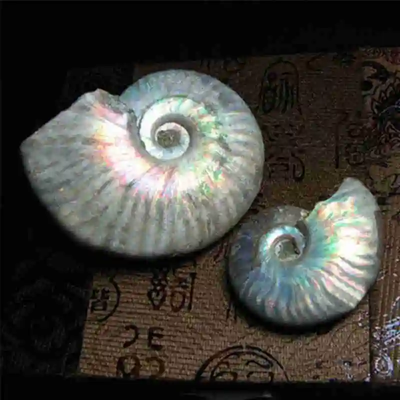 1pc Natural Ccolor Light Conch Fossil Home Decoration Aquarium Landscaping Ornament Shells 3 Sizes Lucky Snail Shell Decorations | Дом и сад