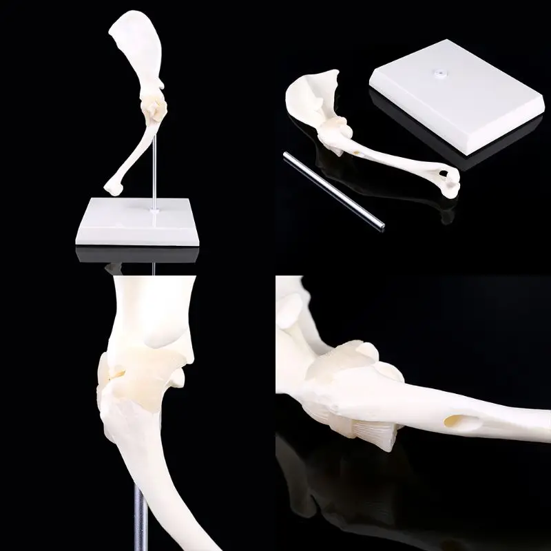 

Dog Canine Shoulder Joint Model Veterinary Teaching Research Skeleton Halloween Dropshipping
