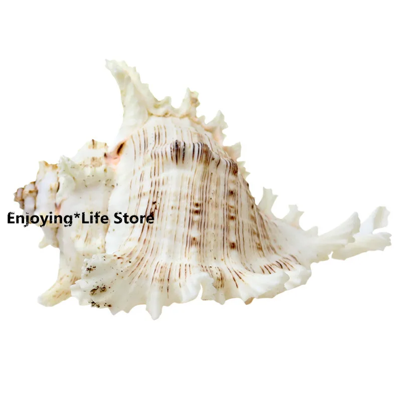 

Natural Conch Shell Fish Tank Aquarium Landscaping Decoration Size Shell Seabed World Ornaments Shelter