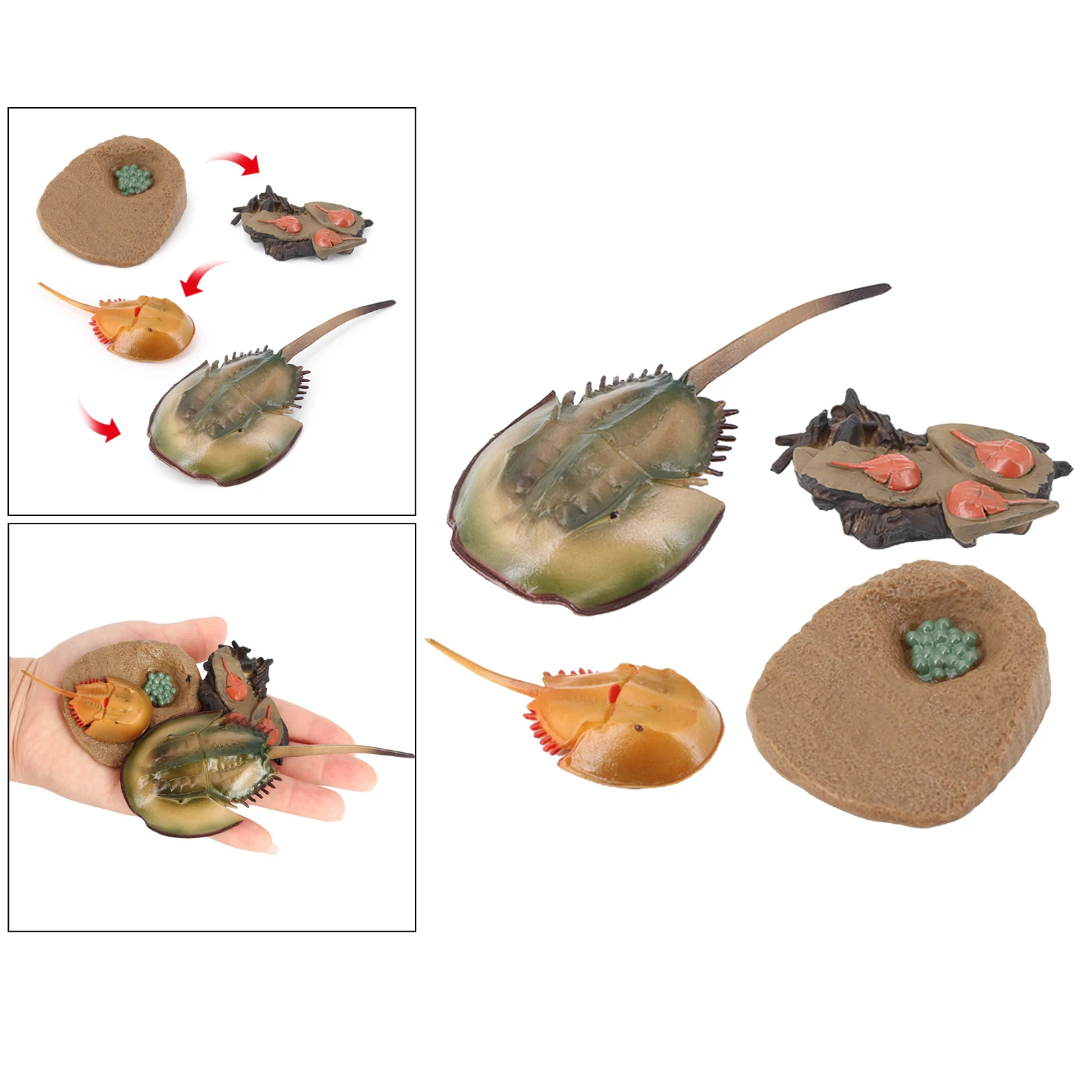 

NATURE GROWTH TOY ANIMAL GROWTH CYCLE TEACHING AIDS REALISTIC