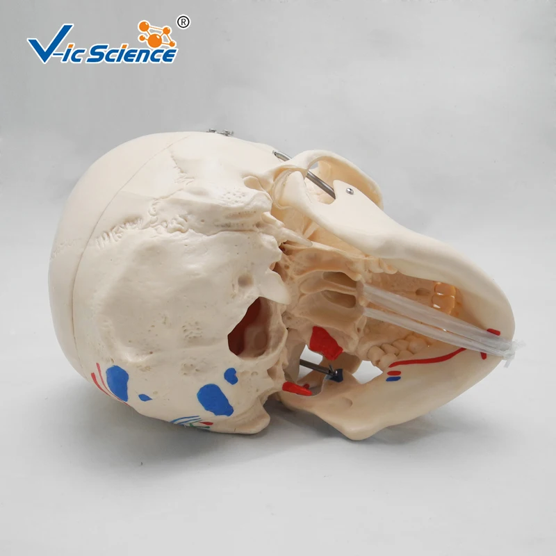 High Quality Life-Size Skeleton Skull with Painted Muscles | Канцтовары для офиса и дома