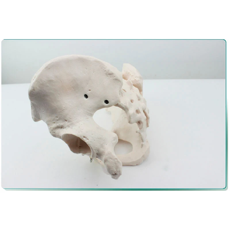 Модель медицинского человеческого тела Hi Q из ПВХ для анатомии таза модель