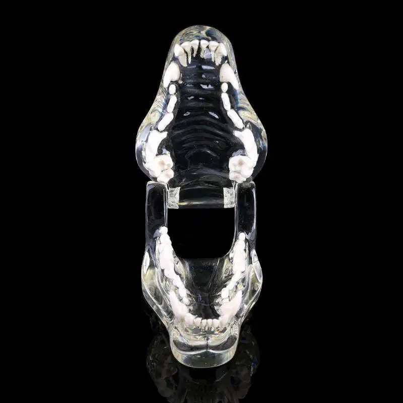 Прозрачные зубы собаки Челюсти Зуб модель анатомического обучения демонстрация