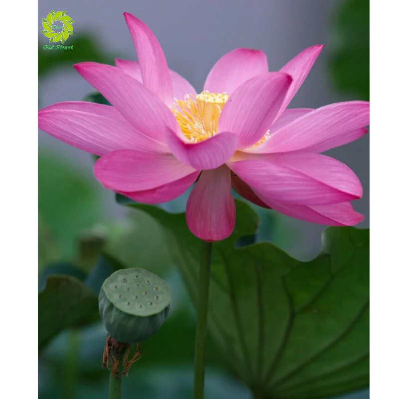 

OSH Diamond Embroidery Flowers Diamond Painting Cross Stitch Kits Lotus Full Square Resin Diamond Mosaic Home Decoration