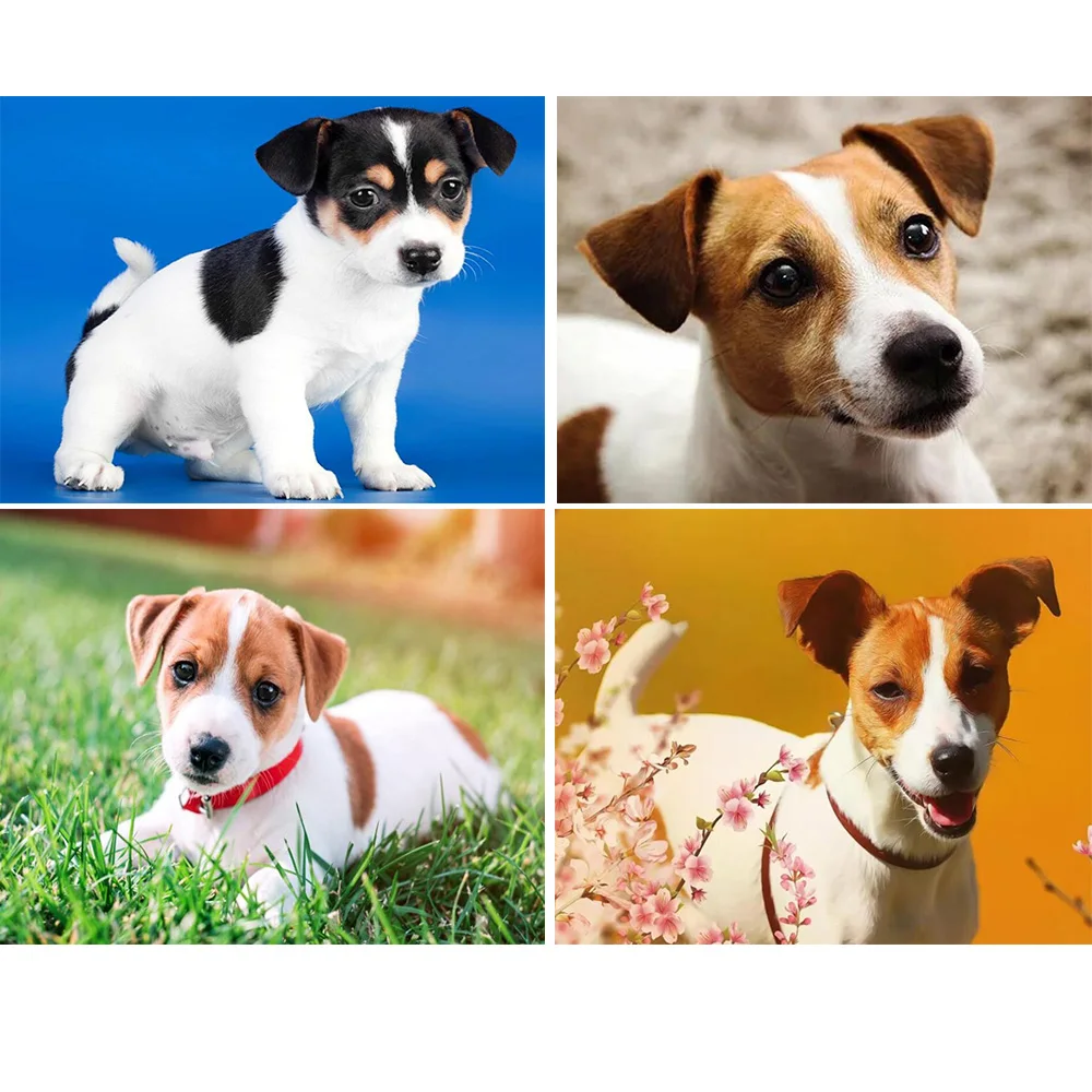 Алмазная 5D Вышивка Джек Рассел терьер картина из квадратных/круглых страз сделай