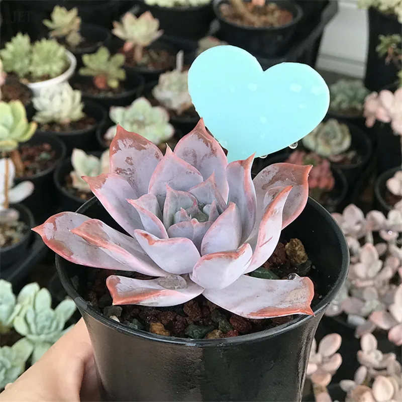 Водонепроницаемые этикетки для растений в форме сердца из ПВХ с цветочным