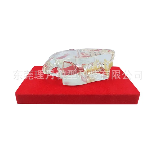 Прозрачная модель зуба кошки прозрачный зуб собаки животного фелидэ высокого