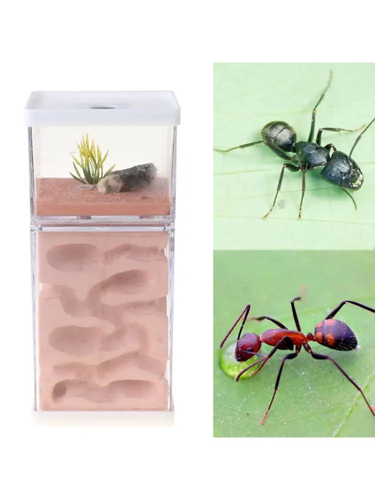 

Insect Observation Ant Hill Workshop Gypsum Nest Box Transparent Acrylic Insect Feeding System Habitat Nature Science