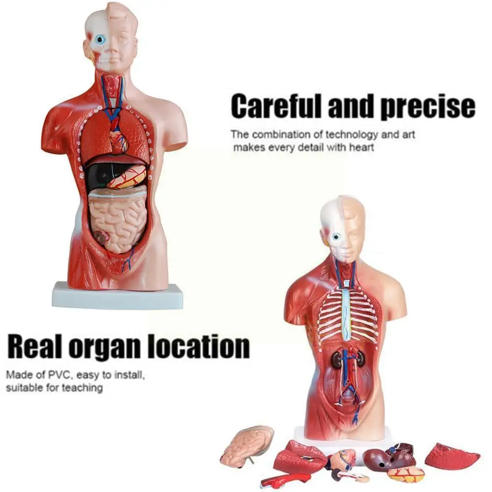 

Модель тела человеческого торса, раньше медицинские внутренние органы для обучения анатомических внутренних органов для обучения режиму ...
