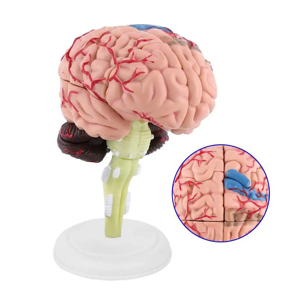 

Модель структурная 4D модель головного мозга Анатомия обучающий инструмент DC120