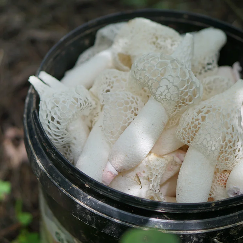 Phallus Indusiatus грибок ската бамбуковый Zhu Sun | Дом и сад
