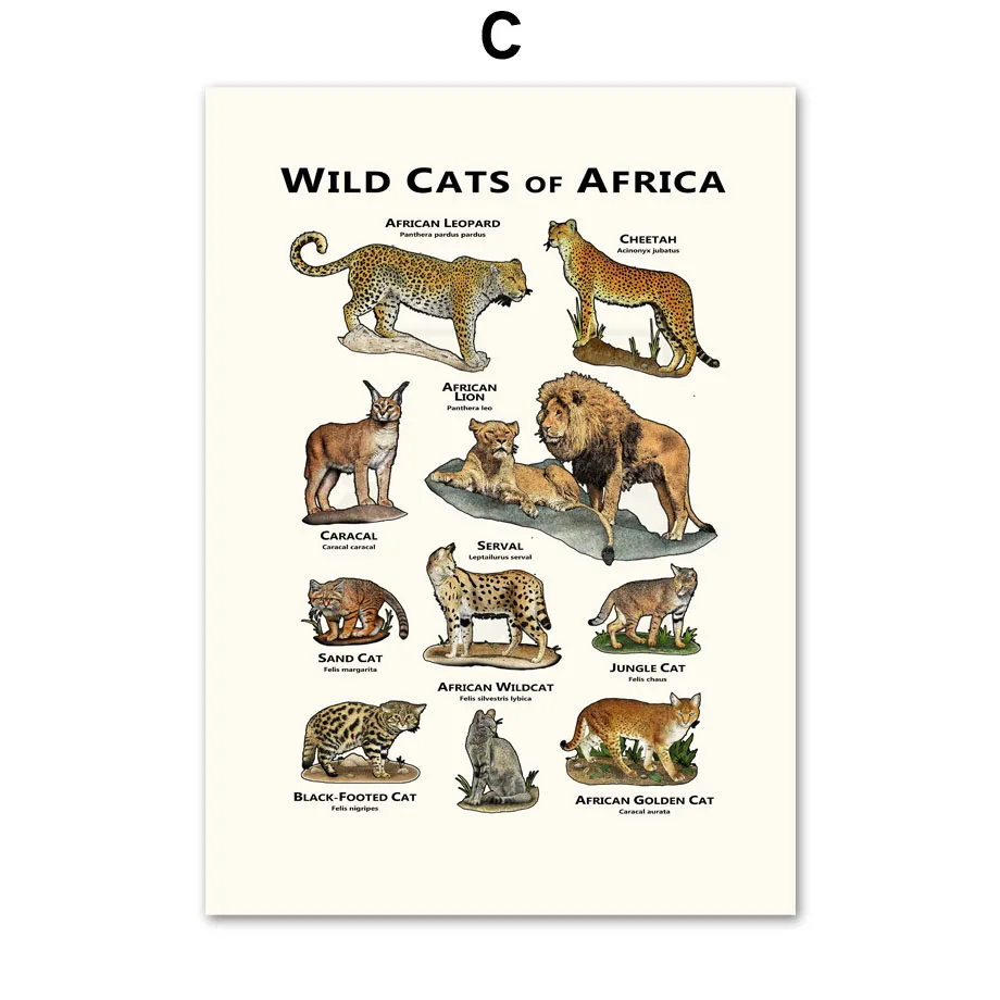 

Spider Dolphin Wild Cats Animal Encyclopedia Art Canvas Painting Nordic Posters And Prints Wall Pictures For Living Room Decor