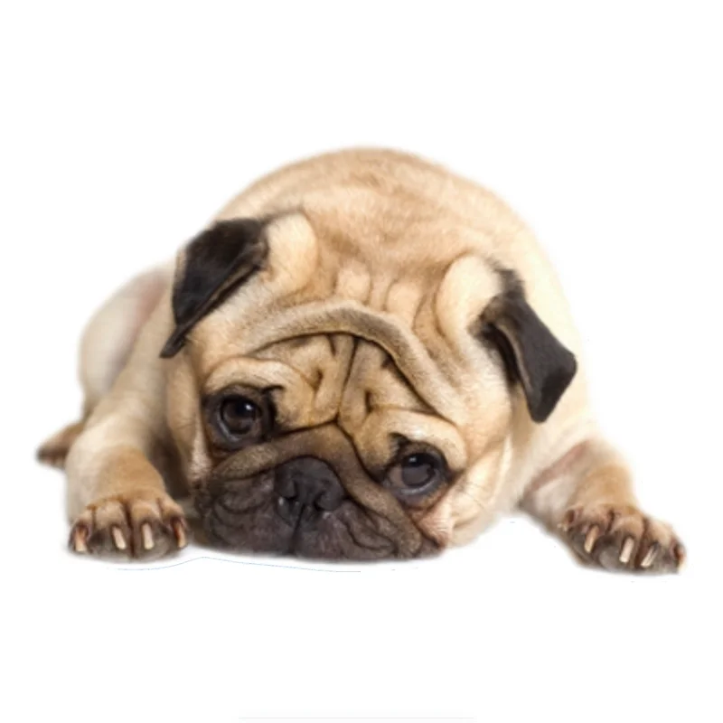 Мопс стикер на машину с собакой ПВХ цветные наклейки Аксессуары для мотоциклов