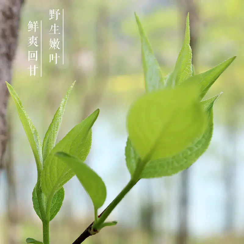 

2020 Hunan Du Zhong Ye Cha Eucommia Tea Premium Young Leaves for Lipid-lowering and Clear Heat