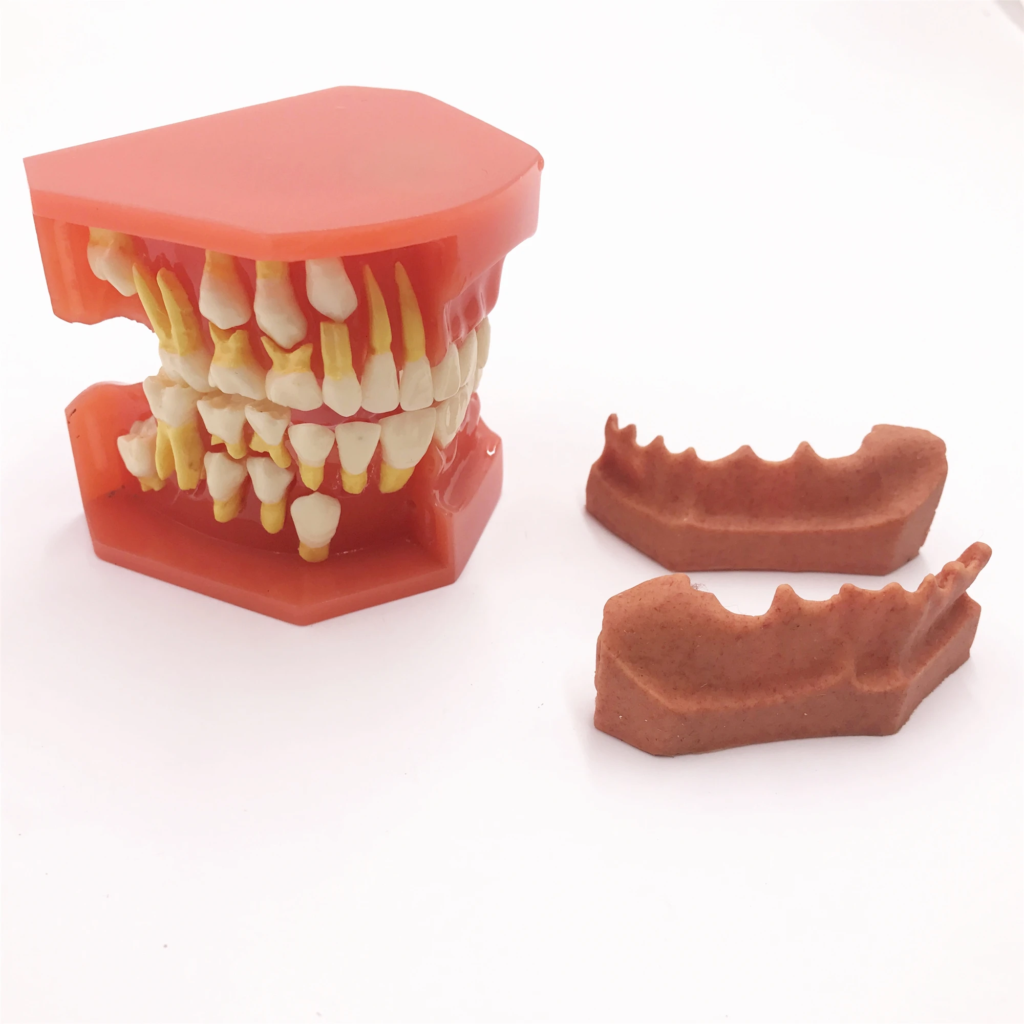 Зубной зубы анатомическая модель анатомирования для детей Стоматологическая