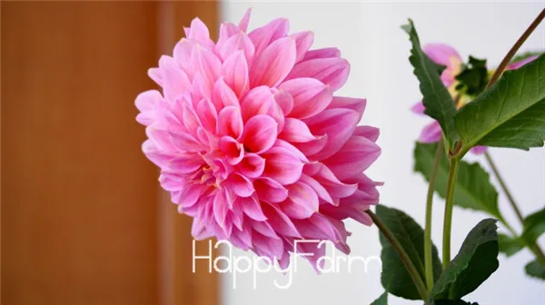 Харди жаростойкий разных многолетние Dahlia цветочных растений, 100 шт./упак., светильник Ароматный сад бонсай,# NSD9SG - Цвет: 17