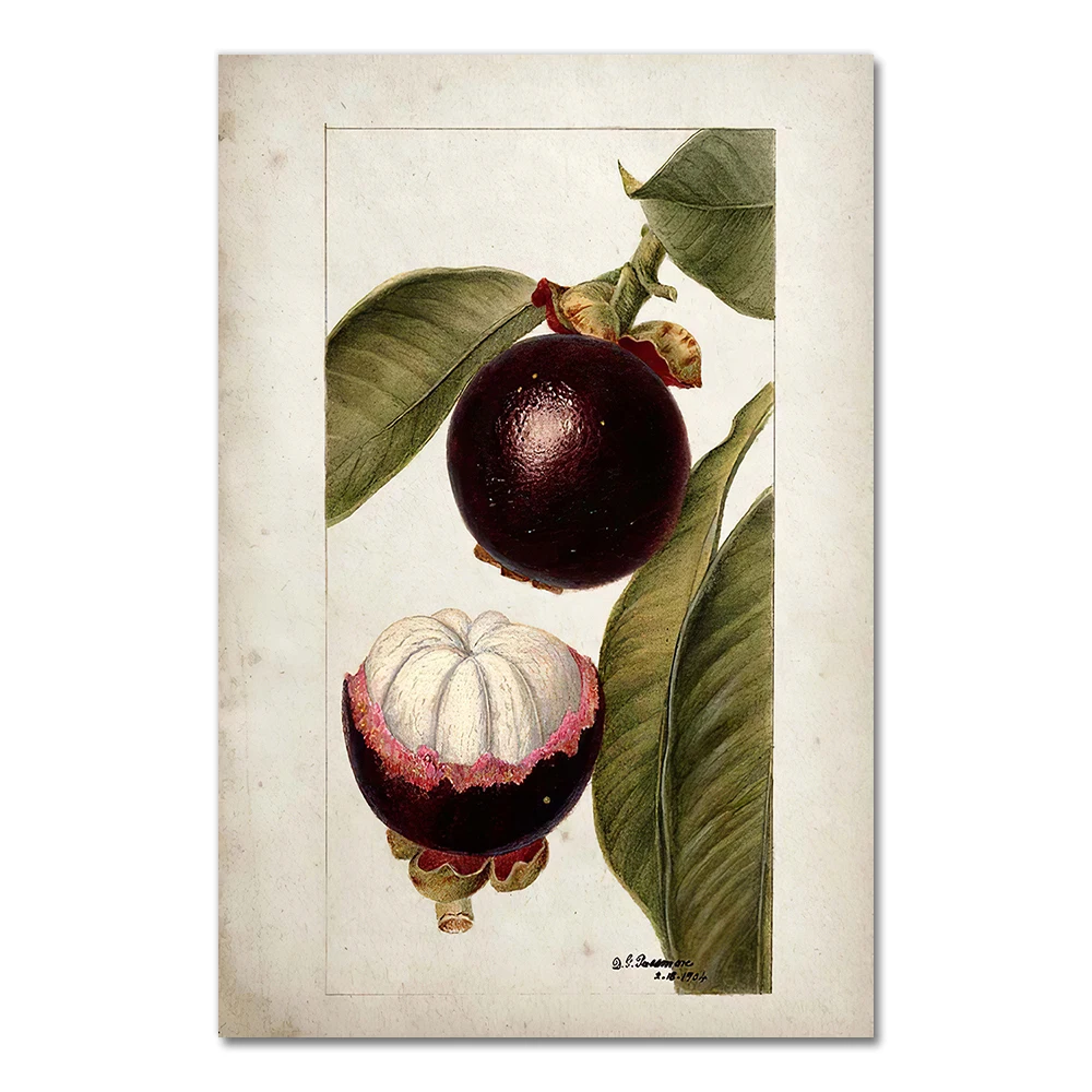 

Винтажный постер с фруктами AliPaint