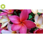 Алмазная картина 5D DIY Алмазная картина полностью квадратная дрель 