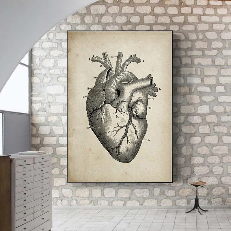 Анатомия человека медицинская анатомия научная ВИНТАЖНАЯ фотография стены