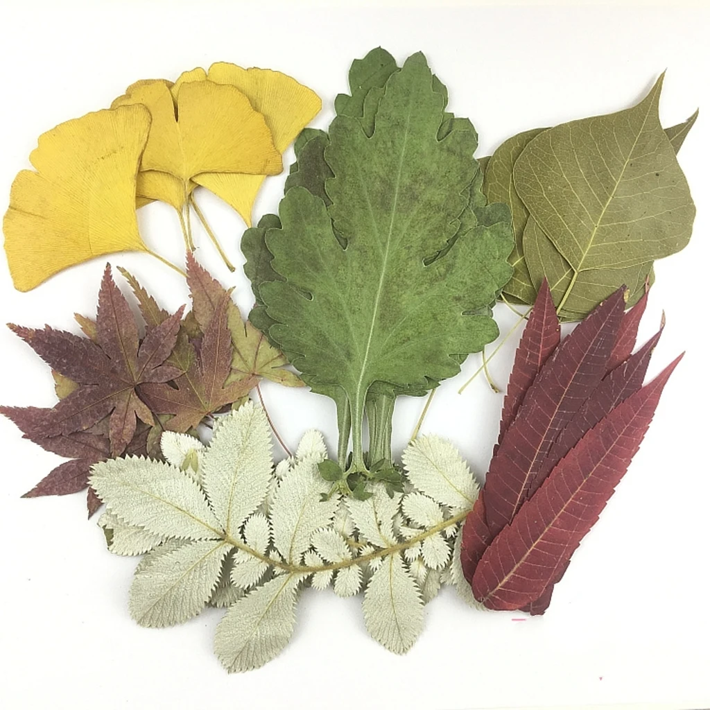 

1Set 30pcs Mixed Pressed Dried Leaves Flower Plant Herbarium For Bookmark Prop Jewelry Postcard Invitation Card Phone Case DIY