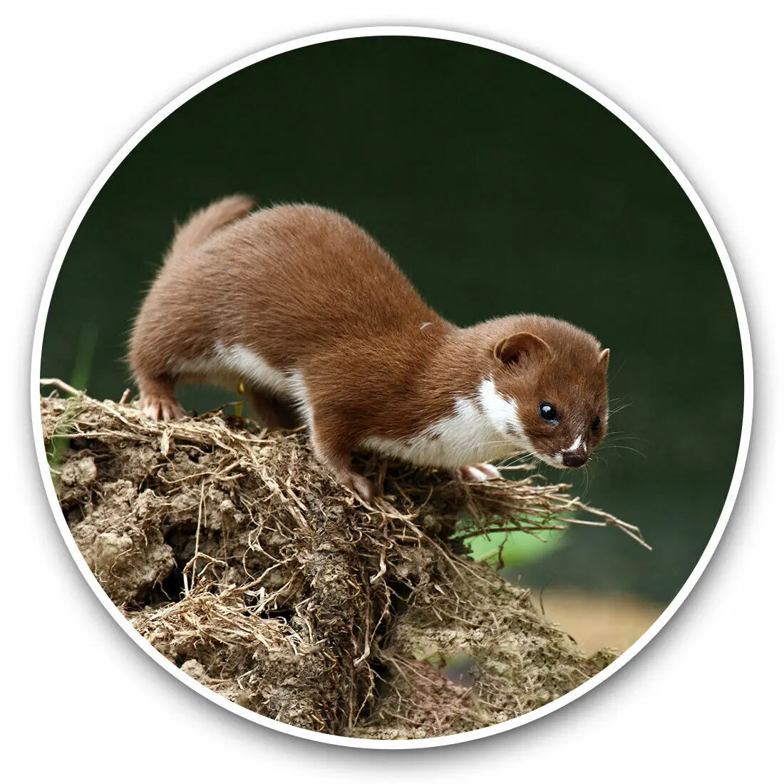 

S61764 # Brown Wild Weasel Animal Self-adhesive Decal Car Sticker Waterproof Auto Decors on Bumper Rear Window Laptop