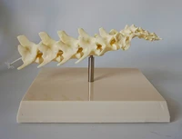 dog skeleton bone dog spine model canine skeleton animal anatomy model veterinary teaching model veterinary appliances with base