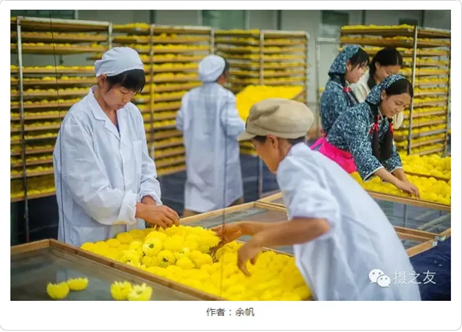 Особенно красивый Хризантема чай linglongxiang Хризантема чай одна Хризантема может сделать чашку хризантемы