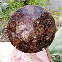1pcs 118mm ammonite fossil slice plate natura shell compassl madagascar fossil specimen healing decoration reiki gifts ornaments