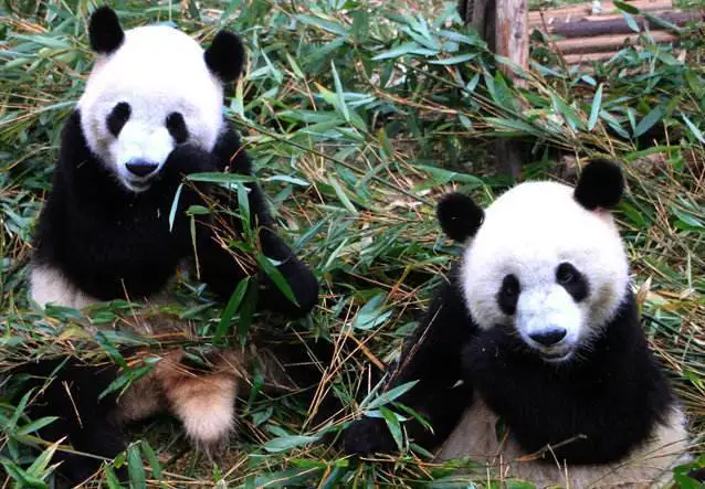 1 шт. новый дизайн Короткие Плюшевые шпильки панды Детские эластичные повязки для