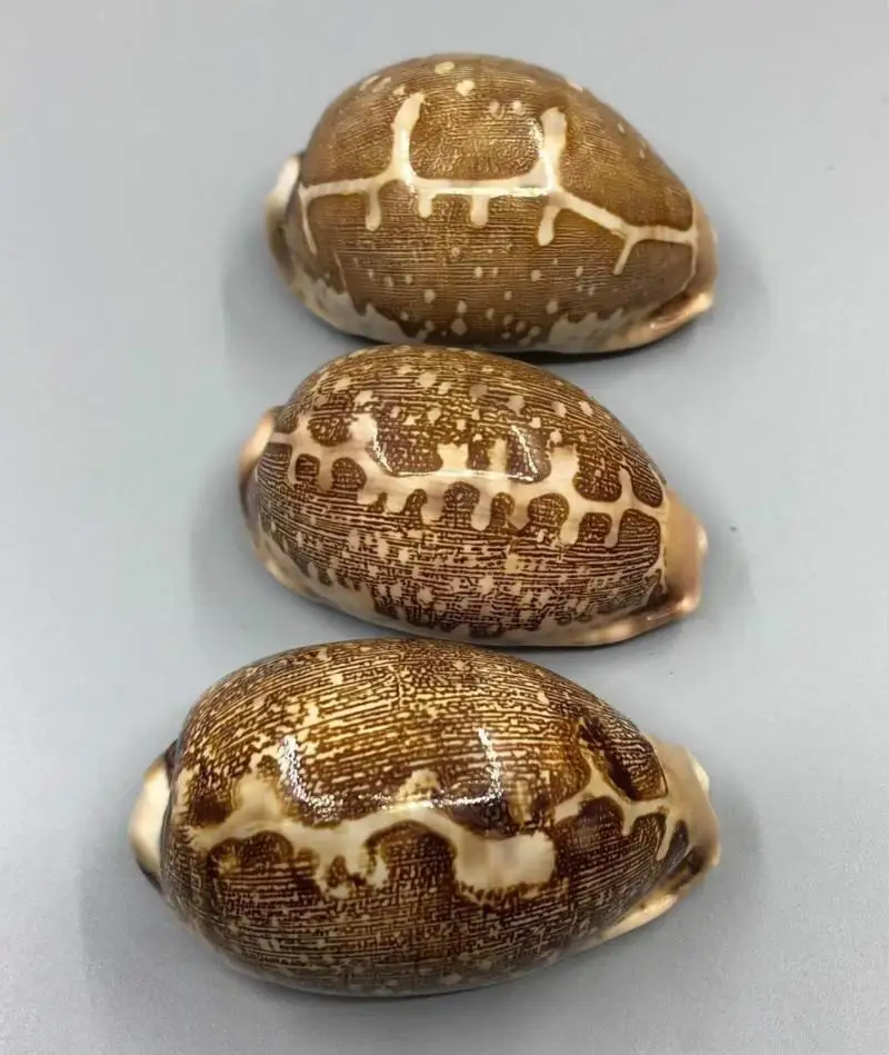 

Natural conch home furnishings collection platform fish tank ornaments