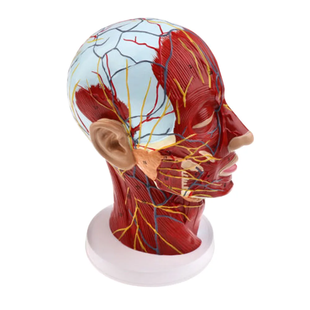 ПВХ анатомическая человеческая голова среднего мозга сагиттальная модель