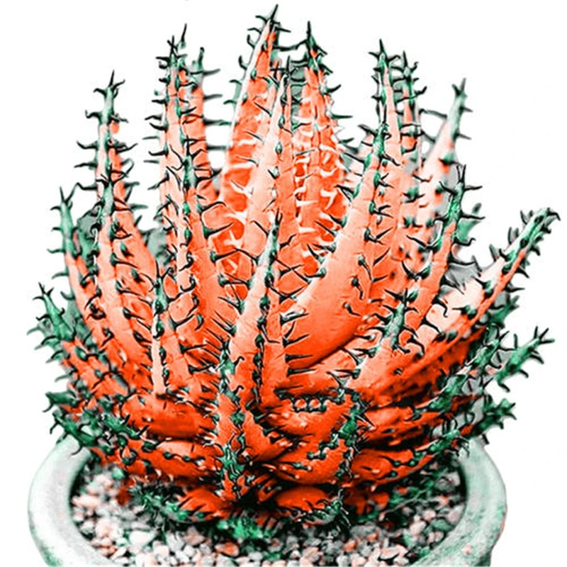 

100Pcs Colorful Cactus Aloe Seeds Mix Exotic Flower Cacti,Succulent Aloe Vera Seed Essence Moisturizing Lip Balm 8KBS-5