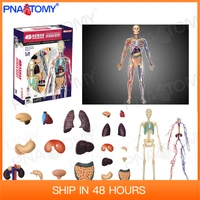 human body anatomy detachable internal organs heart lung skeleton diy toy educational equipment with manual 4d master