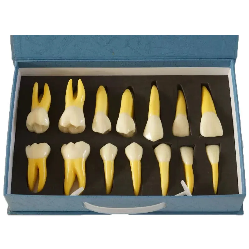 

High Quality 4 Times Permanent Anatomical Teeth Teeth Right 14 For Student
