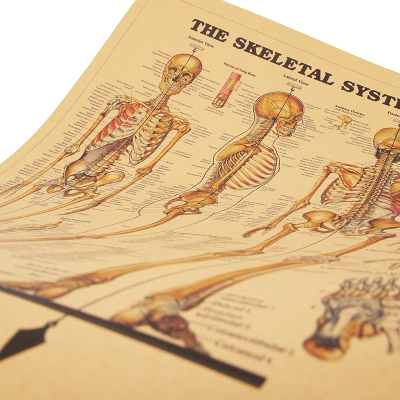 Скелетная система декоративная Ретро картина высокое качество 51 5x35 5 см