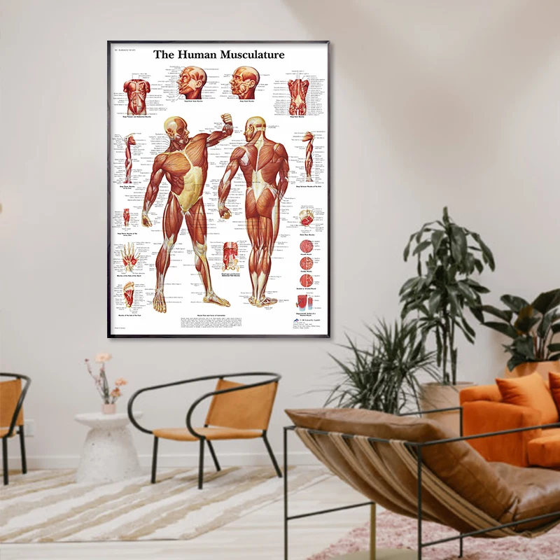Muscle System HD Wall Art Canvas Posters And Prints Human Anatomy Chart Body Pictures For Hospital Medical Education Decor | Дом и сад