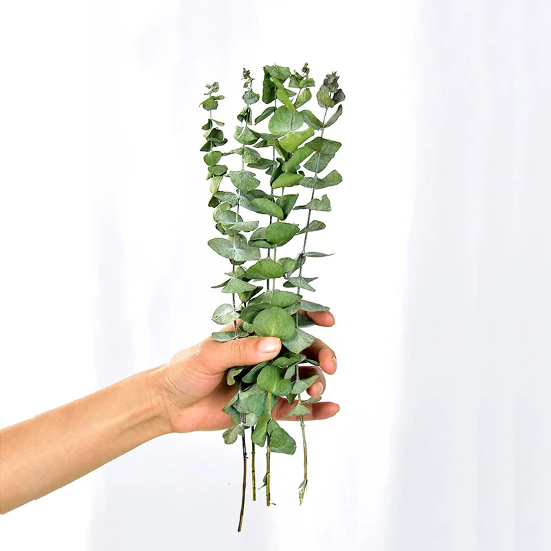 10 шт. натуральные листья эвкалипта настоящие растения Свадебный декор стебли