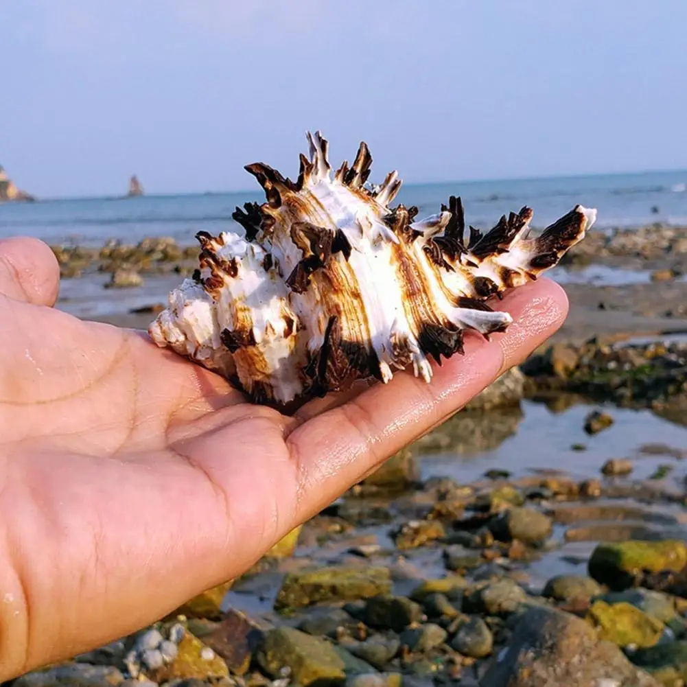 Черепаховый ракушечник черной улитки 8-10 см для украшения аквариума, рыбного танка и декорирования T2Z9.
