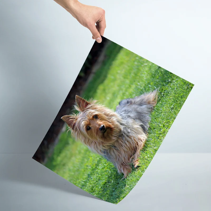 Настенный постер для домашних животных на заказ художественный декоративный