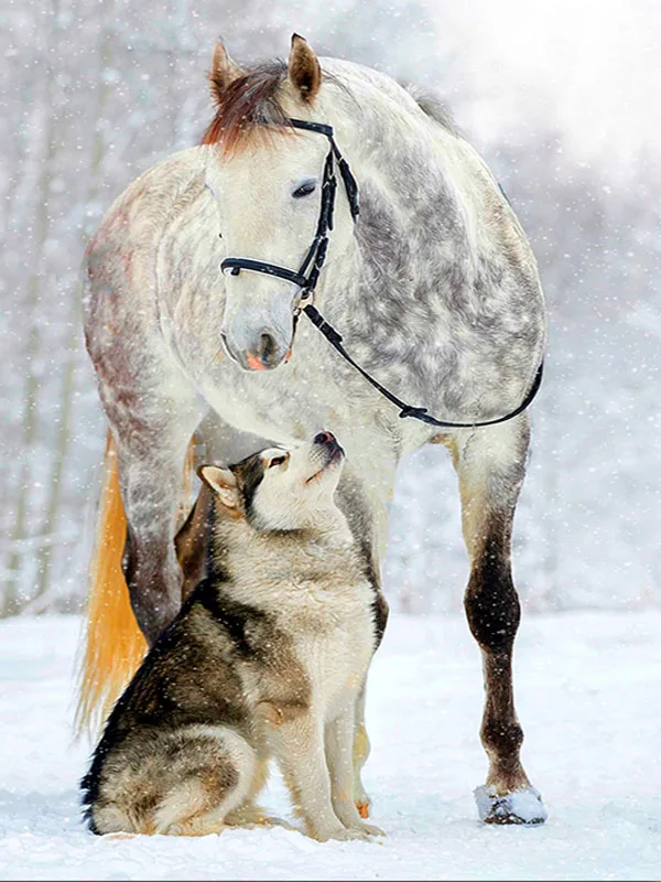 16 5d Животные Собака серия Diy Алмазная картина Huskies Алмазная вышивка Собаки Полный Круглый Diy Алмазная мозаика наклейки на стену рукоделие - Цвет: 16