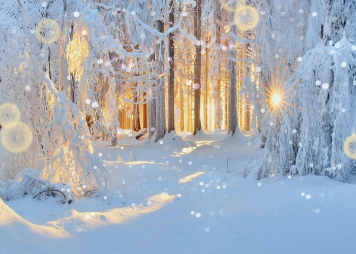 

Winter Scenery Backdrops Forest Pine Trees Snow Photography Backgrounds Baby Portrait Photophone For Photo Studio