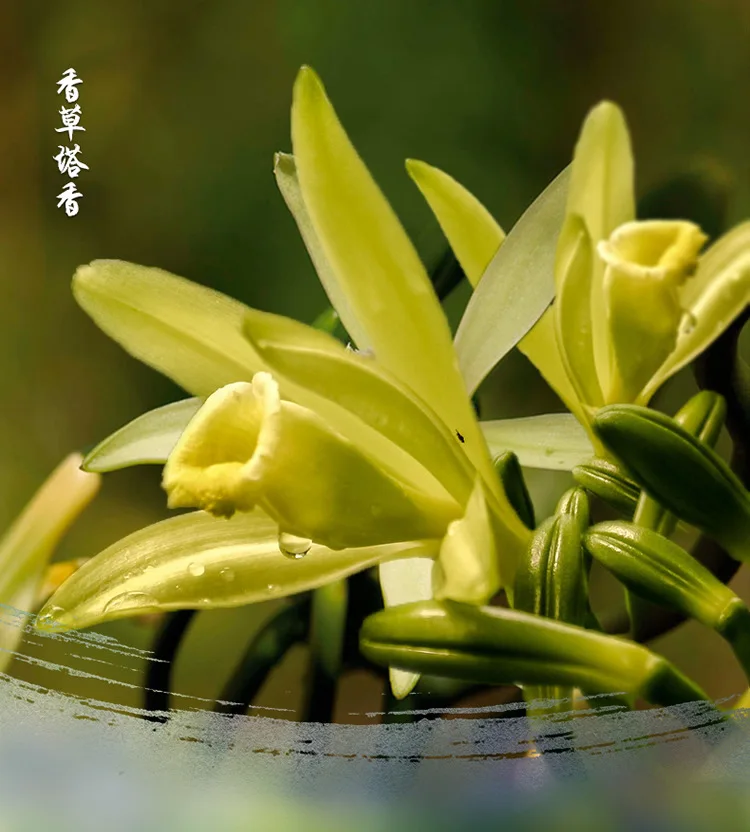 3/6/12 коробки/пусть Индийские благовония конусы Ванильные ароматы для дома