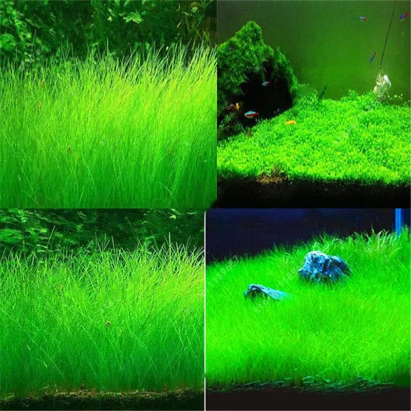 Семена водяных растений glossosticm elatinoides Hemianthus callitrichoides аналогичное семя аквариум живой водный пейзаж аквариума
