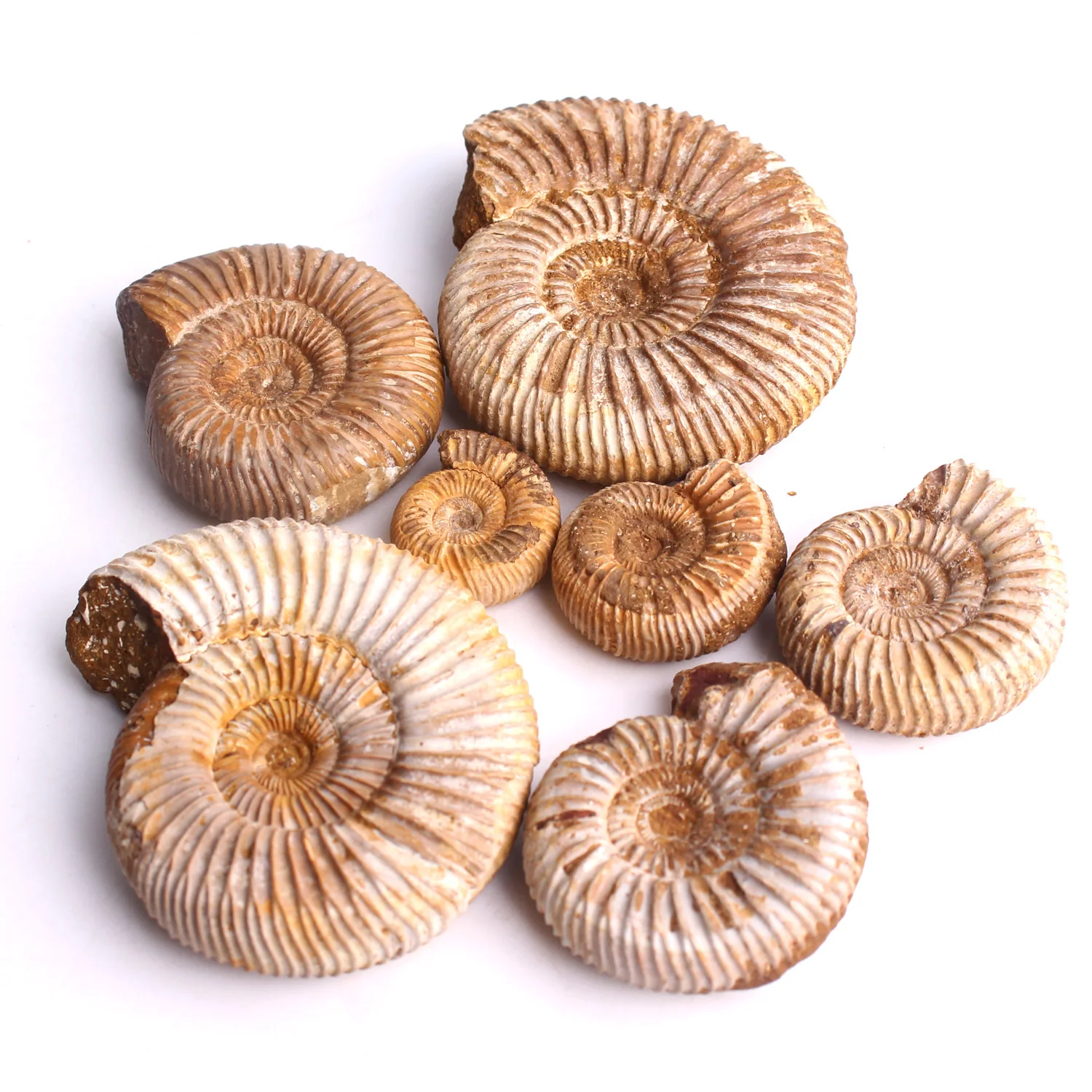 

20-80mm Natural Douvilleiceras Ammonite Fossil Yellow Mud Ammonite Ocean Animal Shell Conch Fossil Mineral Specimen Collection