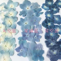120pcs pressed blue series dried hydrangea macrophylla flower plants herbarium for jewelry phone case bookmark making diy