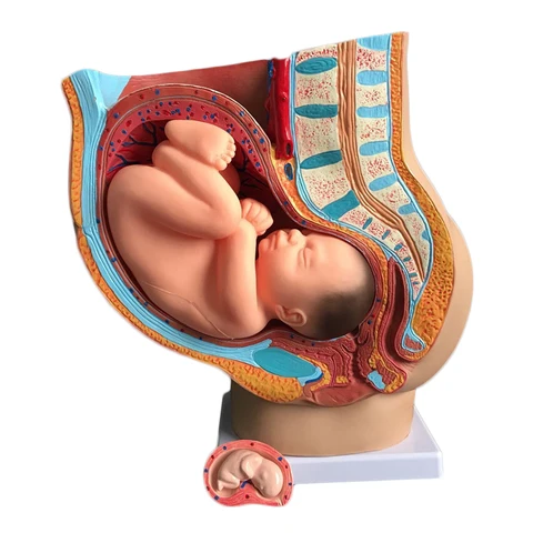 Анатомическая модель женского сагиттального органа (4 части), модель плода тазового периода на девять месяцев беременности, форма для родов