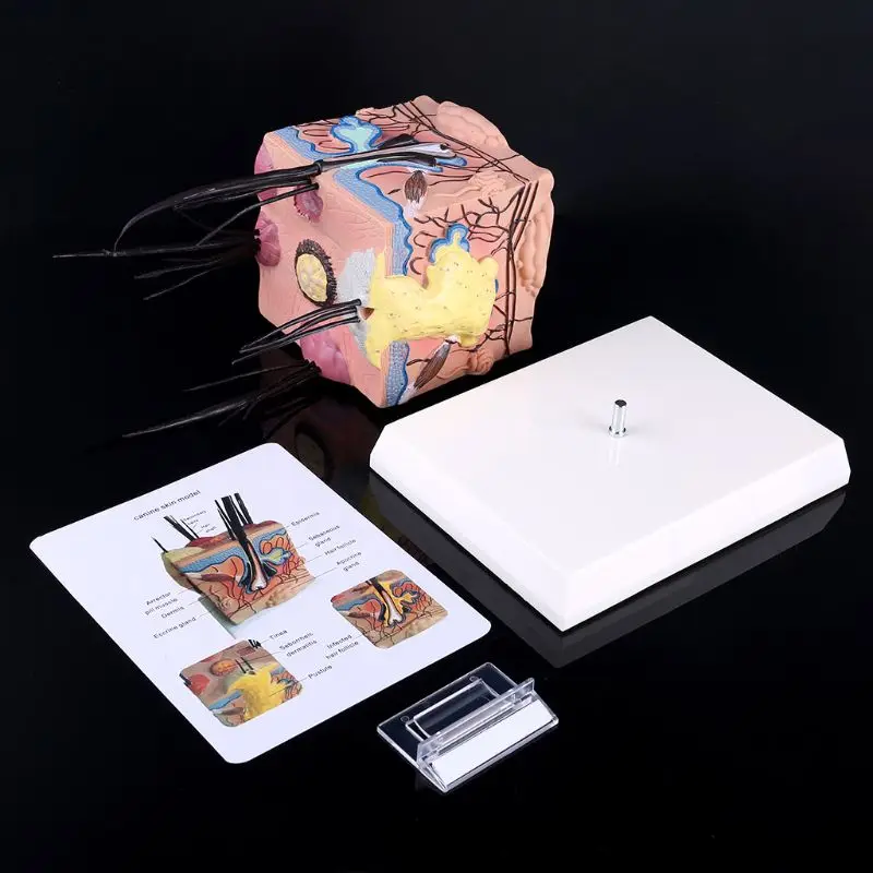 

Sick Dog Canine Skin Anatomical Model Veterinary Vet Anatomy Display Teaching Study Research