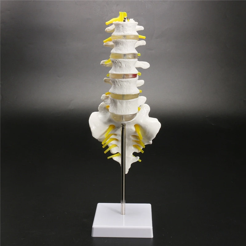 30 см жизненный размер хиропрактики анатомическая поясничная позвоночник модель
