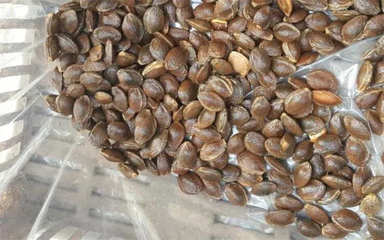 Фото Apricot Kernel Peeling Machine 1500kg/h Apricot Seed Separating Machine №5