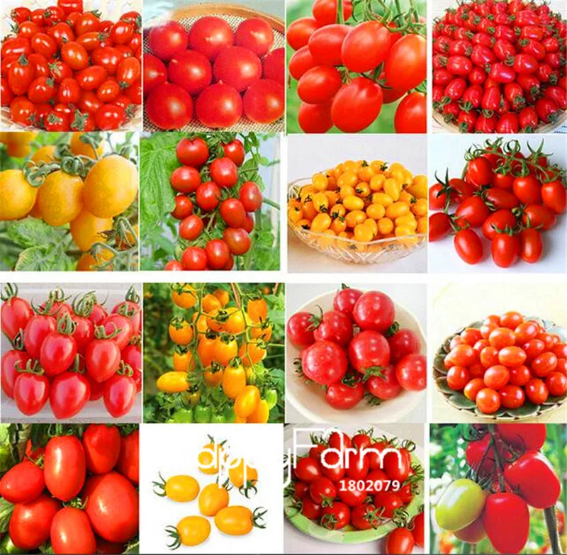 New Fresh 20 Pcs/Lot Rainbow Tomato Plants, bonsai organic vegetable& fruit Plantas,potted plant for home&garden